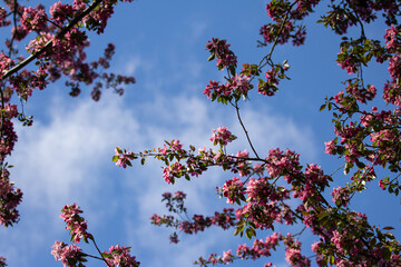 Apple blossoms and blue sky
