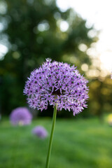 Allium flower during golden hour 