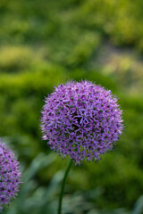 Allium blooming in the summer