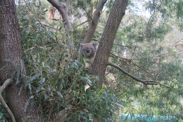 Koala entre árboles de eucalipto en Australia