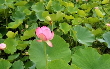 花　蓮　水滴　池　雨上がり　爽やか　風景　