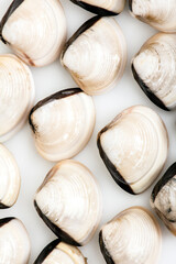 White shellfish