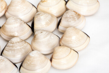 Fototapeta na wymiar White shellfish