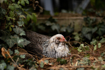 Young chicken hen laying in bush