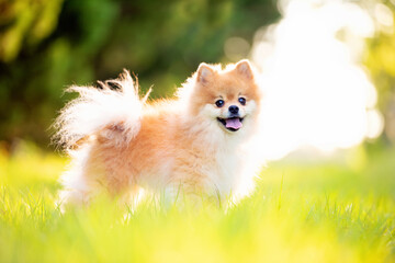 Pomeranian adult dog outside on grass field 