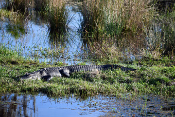 A Large alligator sunning