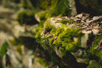 Moss on a rock.