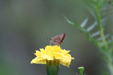 butterfly on yellow flower
