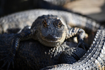 Alligator isolated in the frame