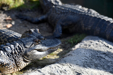 Alligator with mouth open