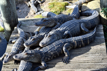 Alligators on a dock