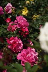 Fototapeta na wymiar Pink Flower of Rose 'Manou Meilland' in Full Bloom 