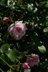 Obraz premium Light Pink Flower of Rose 'May Queen' in Full Bloom 