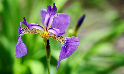 Close up of beautiful bright purple and yellow Iris flower on a blurred green background. Focus on the center of the flower.