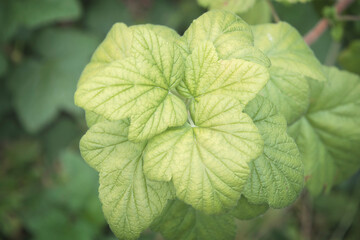 2020-07-24 BRIGHT GREEN LEAVES IN A MORNING FOG ON MERCER ISLAND WASHINGTON.