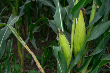 corn from oaxaca
