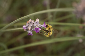 bumblebee on lavender 