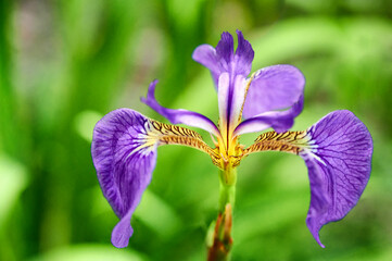 Close up of beautiful bright purple and yellow Iris flower on a blurred green background. Focus on the center of the flower.
