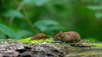 Maus, tier, natur, säugetier, wild lebende tiere, baum, wild, hübsch, nager