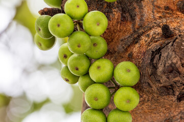Big Figs steamed bun fruit