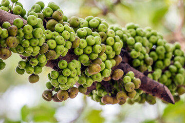 Big Figs steamed bun fruit