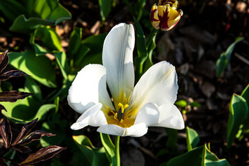 Obraz premium Beautiful color tulip flower close-up background of field and forest,spring time.