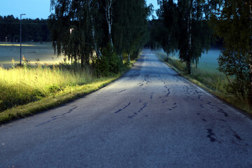 Obraz premium Oak-lined road at night, Ruissalo, Turku