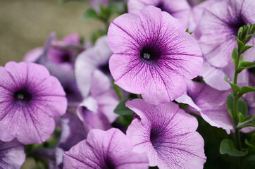 Close up of  violet Petunia flower (Petunia Hybrida). Summer garden background