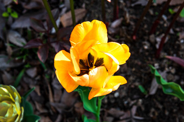 Beautiful color tulip flower close-up background of field and forest,spring time.