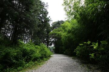 自然の中の道