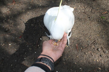 Cacatua blanca alimentandose