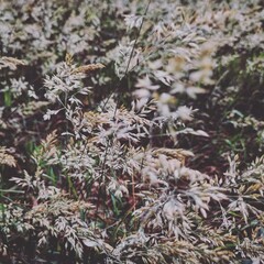 close up of pine needles