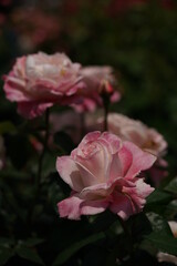 Pink blend Flower of Rose 'April in Paris' in Full Bloom
