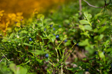 berries of the whortleberry.Wild fresh organic blueberry bush in forest. Blueberry plant growing naturally. Huckleberry.Blueberries growing on a branch