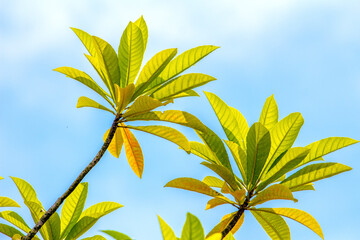 Sunshine blue sky and leaves