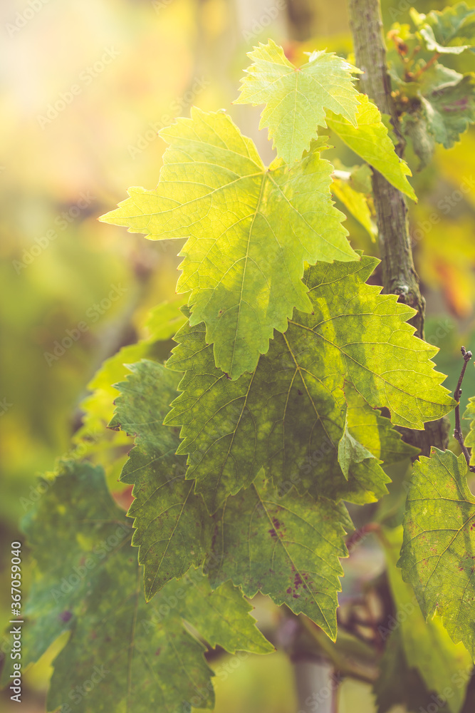 Poster environmental abstract background with grape leaves and light bokeh used as background