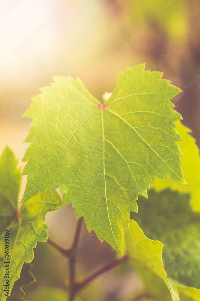 Poster environmental abstract background with grape leaves and light bokeh used as background