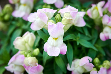 Fototapeta na wymiar Close up of beautiful white and pink snapdragon flowers (Antirrhinum majus)