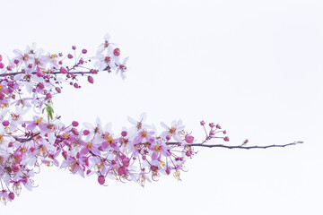 Wild Himalayan Cherry Prunus cerasoides blooming on white background