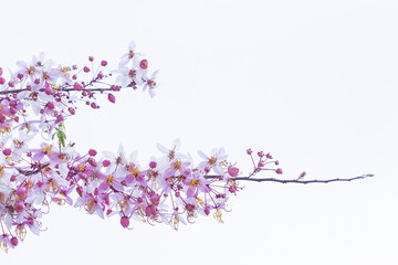 Fototapeta premium Wild Himalayan Cherry Prunus cerasoides blooming on white background