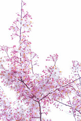Wild Himalayan Cherry Prunus cerasoides blooming on white background