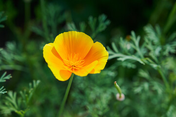 Fototapeta premium Bright yellow flowers of Eschscholzia californica (California poppy, golden poppy, California sunlight, cup of gold) on dark green blurred background