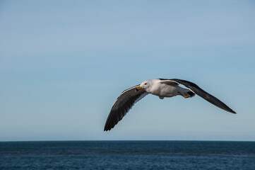 Fototapeta na wymiar Seagull, Larus Atlanticus, in flight