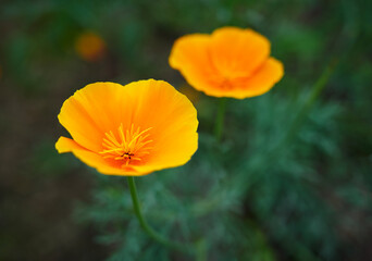 Fototapeta premium Bright yellow flowers of Eschscholzia californica (California poppy, golden poppy, California sunlight, cup of gold) on dark green blurred background