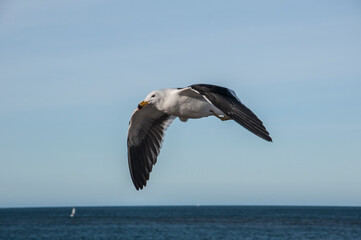 seagull in flight
