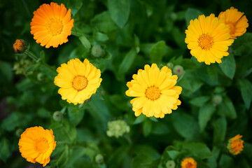 close-up of orange marigold flowers on blurred background of green foliage