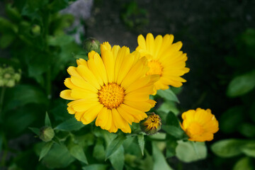 close-up of orange marigold flowers on blurred background of green foliage