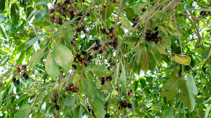 blackberry on the Tree
