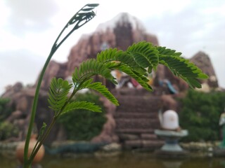 tropical island with palm tree