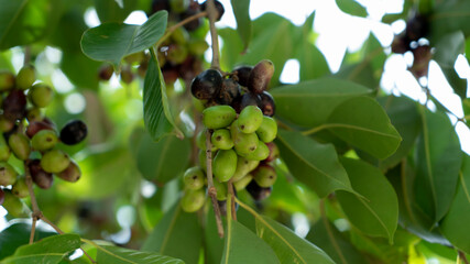 fruit blackberry